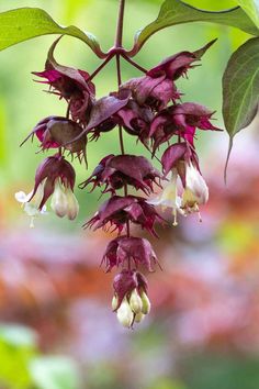 purple and white flowers hanging from a tree branch