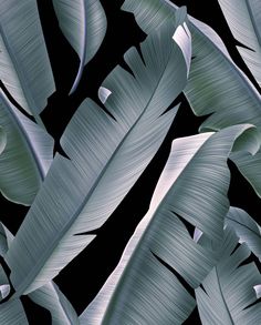 a black and white photo of some green leaves