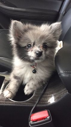 a small gray and white dog sitting in the back seat of a car with it's head sticking out