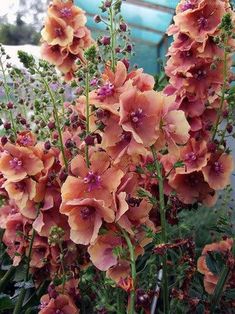 some very pretty orange flowers in a big pot