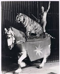 two children are standing on top of a tiger in a circus ring, while another child stands on the horse's back