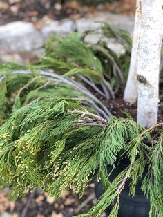 a close up of a plant in a pot on the ground with rocks and dirt around it