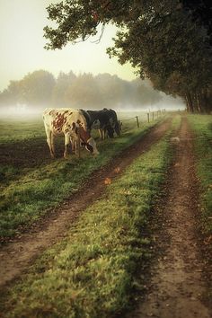 three cows grazing in the grass on a foggy day near a dirt road and trees