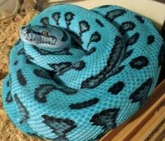 a blue and black snake wrapped in a blanket