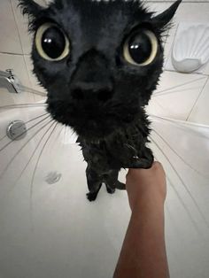 a black cat with big eyes sitting in a bathtub and being petted by someone's hand