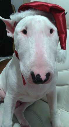 a white bull terrier dog wearing a red santa hat and sitting on a couch