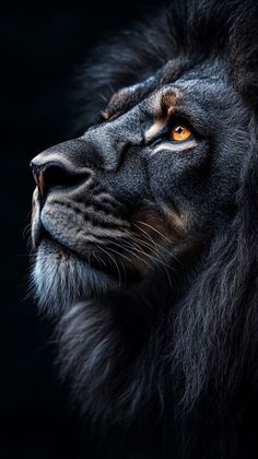 a close up of a lion's face on a black background with orange eyes