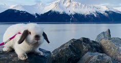 a white rabbit sitting on top of a rock next to water with mountains in the background