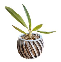 a small potted plant with some dirt in it's center, on a white background