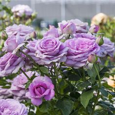 purple flowers are growing in a garden