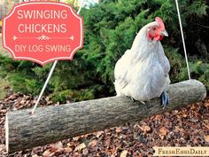 a white chicken sitting on top of a tree branch next to a sign that says swinging chickens diy log swing