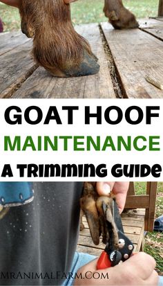 an animal that is sitting on top of a wooden table with the title goat hoof maintenance a trimming guide