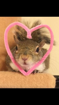 a squirrel holding a pink heart shaped object