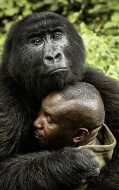 a man is hugging a gorilla in the grass with trees in the back ground behind him