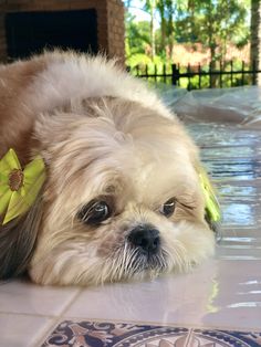 a small dog laying on top of a tiled floor