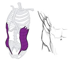 two different views of the human body and their skeleton parts are shown in this image