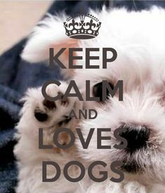 a small white dog laying on top of a blanket with the words keep calm and loves animals