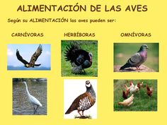 several different types of birds in spanish