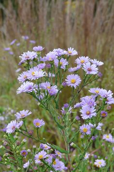 some purple flowers are growing in the grass