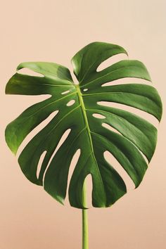 a large green leaf on top of a wooden table