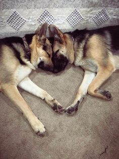 two dogs laying on the floor next to each other with their heads touching noses together