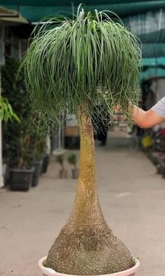 a man is trimming the top of a palm tree in a flower pot outside