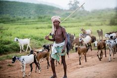 a man walking down a dirt road surrounded by goats and goats on the other side