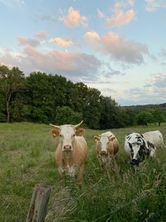 three cows are standing in the tall grass