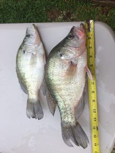 two fish sitting on top of a white tray next to a measuring tape and a ruler