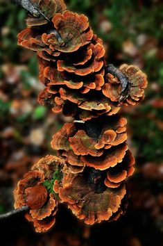 a cluster of mushrooms growing on a tree branch