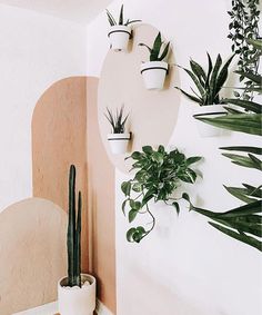 some plants are hanging on the wall and there is a white arrow pointing to them