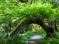 an arch made out of branches in the middle of a lush green forest filled with trees