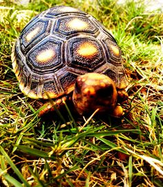 a close up of a turtle in the grass