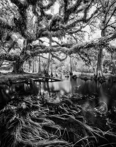 black and white photograph of swampy area with trees overhanging the water's edge