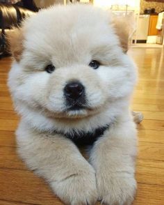 a fluffy white dog sitting on top of a wooden floor