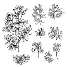 the different types of flowers are shown in black and white