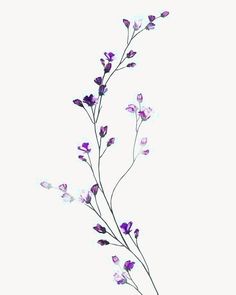 purple and white flowers are shown on a white background