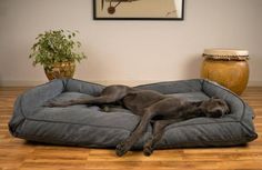 a dog is laying on his bed in the middle of an empty room with a potted plant