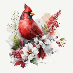 a red bird sitting on top of a branch with white flowers and berries around it