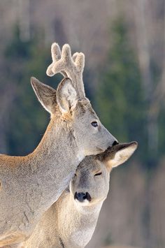 two deer standing next to each other with trees in the backgrouds behind them