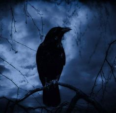 a black bird sitting on top of a tree branch in front of a cloudy sky