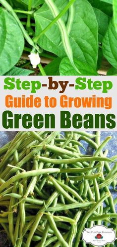 green beans with the title step - by - step guide to growing and using them