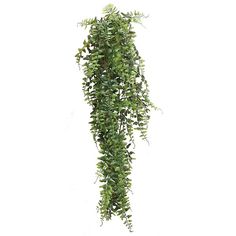 a green plant hanging from the side of a white wall