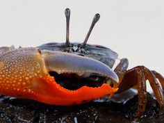 a close up of a crab on the ground