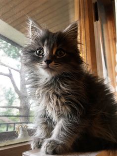 a fluffy cat sitting on top of a window sill