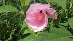 a pink flower is blooming in the middle of some green leaves and grass behind it