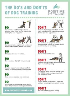 the do's and don't of dog training Kat Diy, Dog Body Language, Puppy Time, Puppies Tips, Dog Brain, Puppy Training Tips, Dog Facts, Dog Info, Dog Care Tips