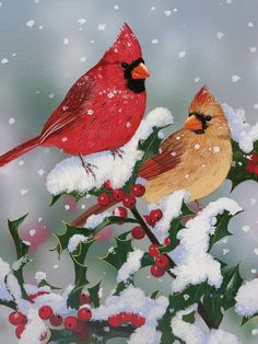 two red birds sitting on top of a snow covered branch with berries and holly in the foreground