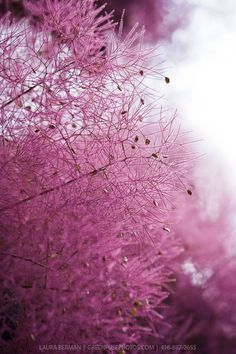 purple flowers are blooming in the sun