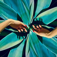 two hands touching each other over a large green plant